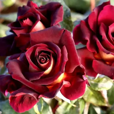 Роза ЭДДИ МИТЧЕЛЛ чайно-гибридная в Самохваловичи