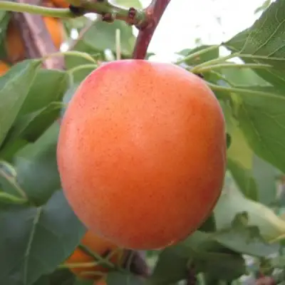 Абрикос ГОЛД РИЧ в Самохваловичи