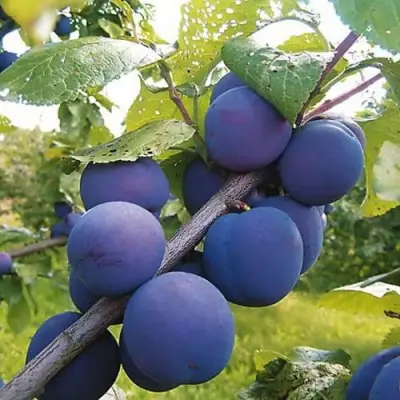 Слива КРОМАНЬ в Самохваловичи