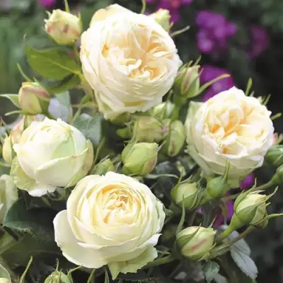 Роза ВЕНДИНГ ПИАНО чайно-гибридная в Самохваловичи