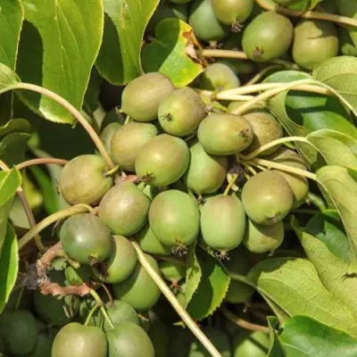Актинидия ДЖИРАЛЬДИ в Самохваловичи