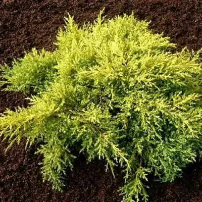 Можжевельник МОРДИГАН ГОЛД средний в Самохваловичи