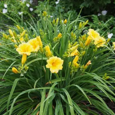 Лилейник СТЕЛЛА ДЕ ОРО гибридный в Самохваловичи