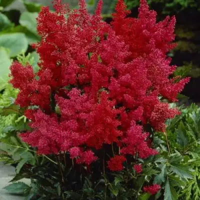 Астильба ГРАНАТ Арендса в Самохваловичи