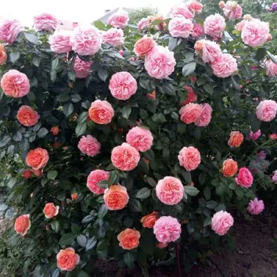 Роза ЧИППЕНДЕЙЛ чайно-гибридная в Самохваловичи