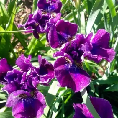Ирис БАНДЛ ОВ ДЖОЙ сибирский в Самохваловичи
