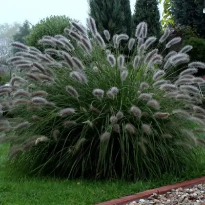 Пеннисетум ЛЕДИ Ю в Самохваловичи