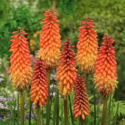 Книфофия АЛЬКАЗАР гибридная в Самохваловичи