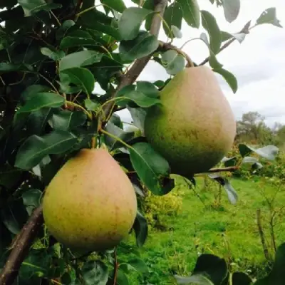 Груша ЛИРА в Самохваловичи