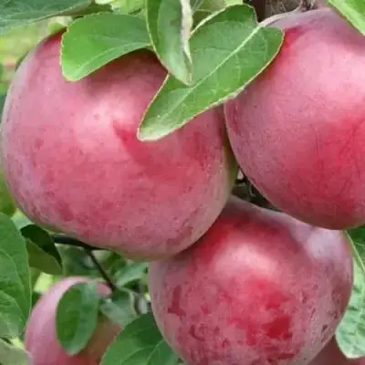 Яблоня АЛЕСЯ в Самохваловичи