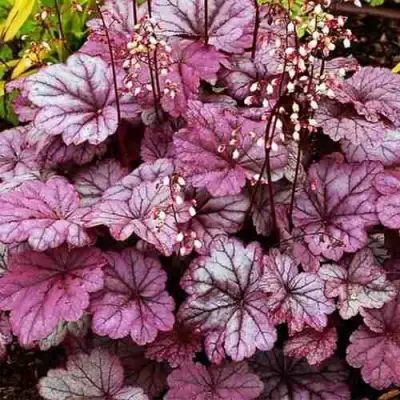 Гейхера ШУГА ФРОСТИНГ в Самохваловичи