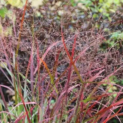 Просо РЕБРАУН прутьевидное в Самохваловичи