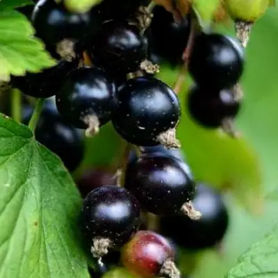 Смородина чёрная КАТЮША в Самохваловичи