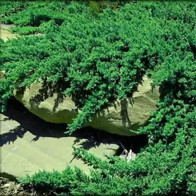 Можжевельник НАНА лежачий в Самохваловичи