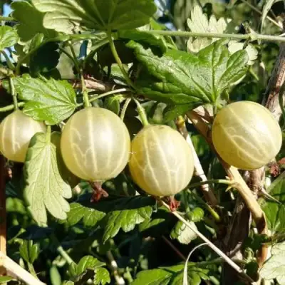 Крыжовник БЕЛОРУCСКИЙ САХАРНЫЙ 2 в Самохваловичи