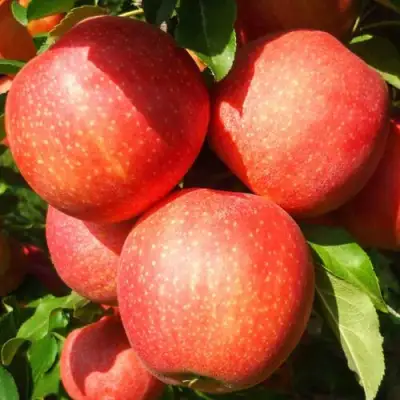 Яблоня ГАЛА ШНИГА в Самохваловичи