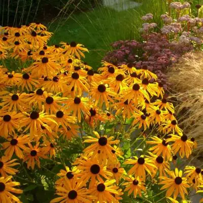 Рудбекия ГОЛДШТУРМ блестящая в Самохваловичи