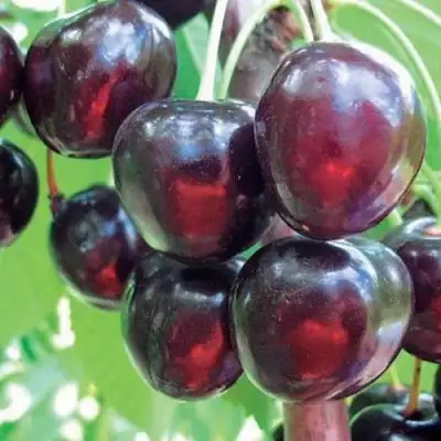 Черешня ЛЮБИМИЦА АСТАХОВА в Самохваловичи