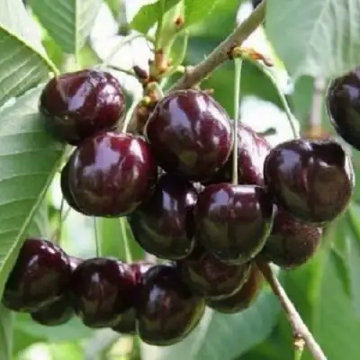 Черешня ЛЕНИНГРАДСКАЯ ЧЁРНАЯ в Самохваловичи