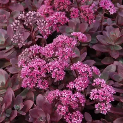 Очиток (седум) САНСПАРКЛЕР ФАЙЕРКРЕКЕР в Самохваловичи