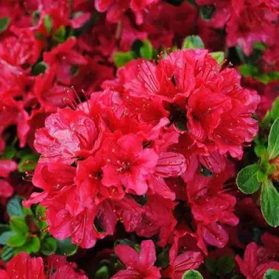 Азалия ХИНО КРИМСОН японская в Самохваловичи