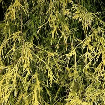 Кипарисовик ФИЛИФЕРА АУРЕА горохоплодный в Самохваловичи