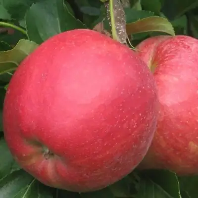 Яблоня РУБИН в Самохваловичи