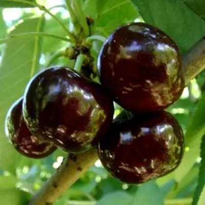 Черешня МУСКАТНАЯ в Самохваловичи