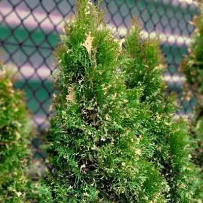Туя СМАРАГД ВАРИЕГАТА западная в Самохваловичи