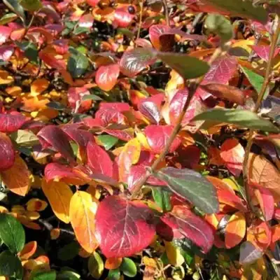 Кизильник блестящий в Самохваловичи