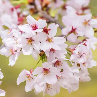 Сакура КОЙО НО МАЙ в Самохваловичи