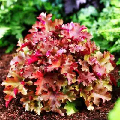 Гейхера МАРМЕЛАД в Самохваловичи