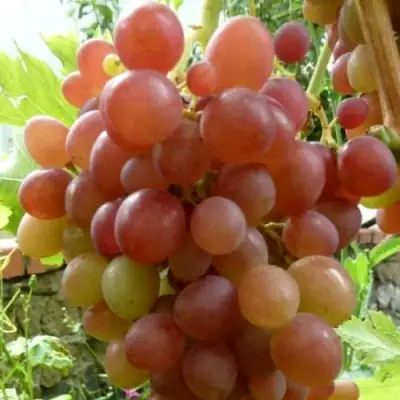 Виноград БЛЕСТЯЩИЙ в Самохваловичи