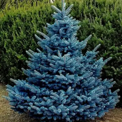 Ель МАДЖЕСТИК БЛЮ колючая в Самохваловичи