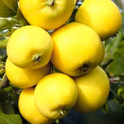 Яблоня УРАЛЬСКОЕ НАЛИВНОЕ в Самохваловичи