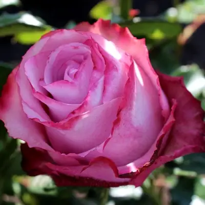 Роза ДИП ВОТЕР чайно-гибридная в Самохваловичи