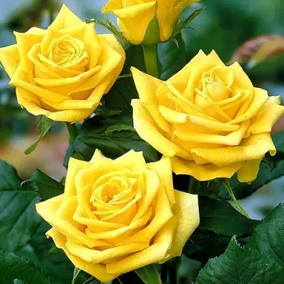 Роза ПАПИЛОН чайно-гибридная в Самохваловичи