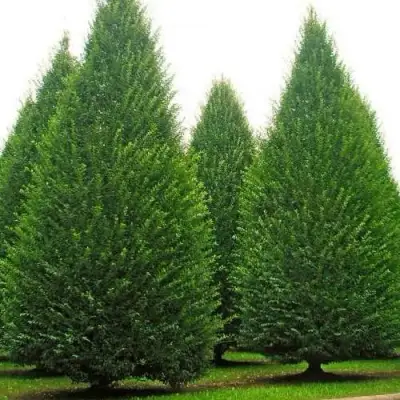 Граб  в Самохваловичи