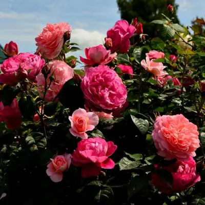 Роза ОЛЬГА шраб в Самохваловичи