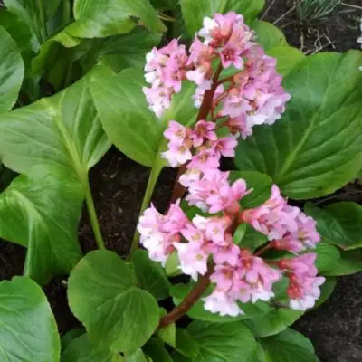 Бадан БЭБИ ДОЛЛ в Самохваловичи