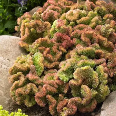 Очиток (седум) КРИСТАТУМ отогнутый в Самохваловичи