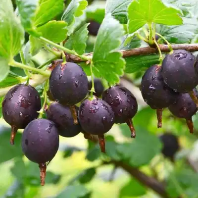 Крыжовник ЧЕЛЯБИНСКИЙ СЛАБОШИПОВАТЫЙ в Самохваловичи