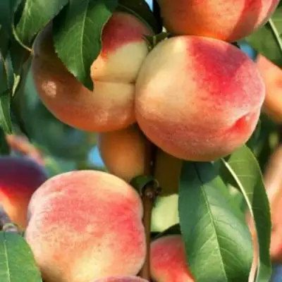 Персик ЛОЙКО 2 в Самохваловичи