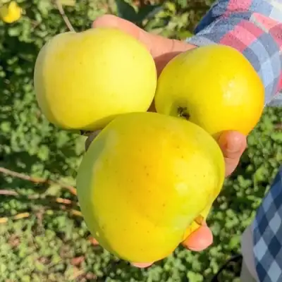 Яблоня КАЛУЖАНКА в Самохваловичи