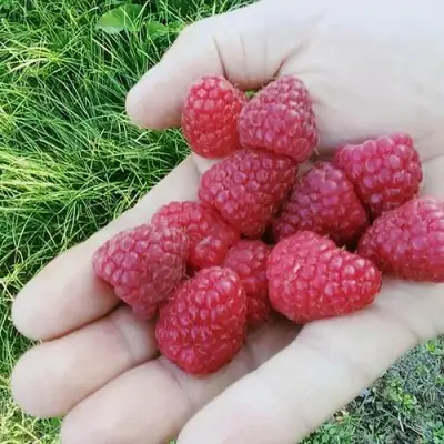 Малина ПОЛЬКА (ПОЛКА) в Самохваловичи