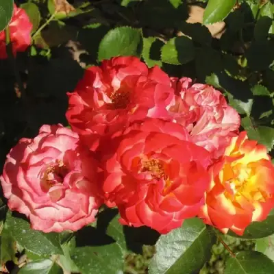 Роза ТАЙФУН спрей в Самохваловичи