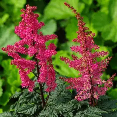 Астильба МУЛЕН РУЖ курчавая в Самохваловичи