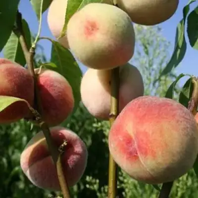 Персик ДОНЕЦКИЙ БЕЛЫЙ в Самохваловичи