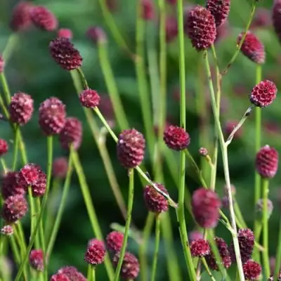 Кровохлебка ЧОКОЛАТ ТИП в Самохваловичи