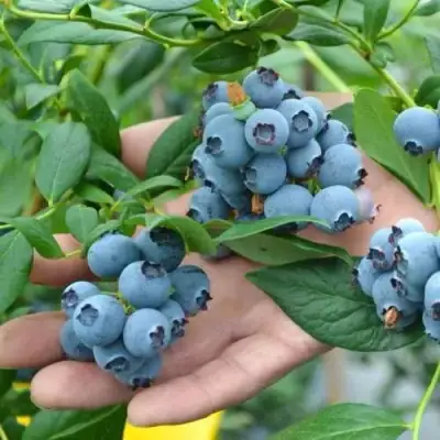 Голубика ТОРО в Самохваловичи